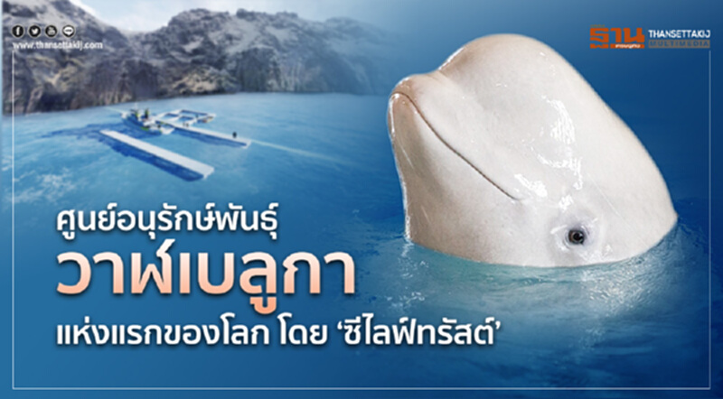 WORLD’S 1st BELUGA WHALE SANCTUARY ศูนย์อนุรักษ์พันธุ์วาฬเบลูกา แห่งแรกของโลกโดย ‘ซีไลฟ์ทรัสต์’ WORLD’S 1st BELUGA WHALE SANCTUARY ศูนย์อนุรักษ์พันธุ์วาฬเบลูกา แห่งแรกของโลกโดย ‘ซีไลฟ์ทรัสต์’