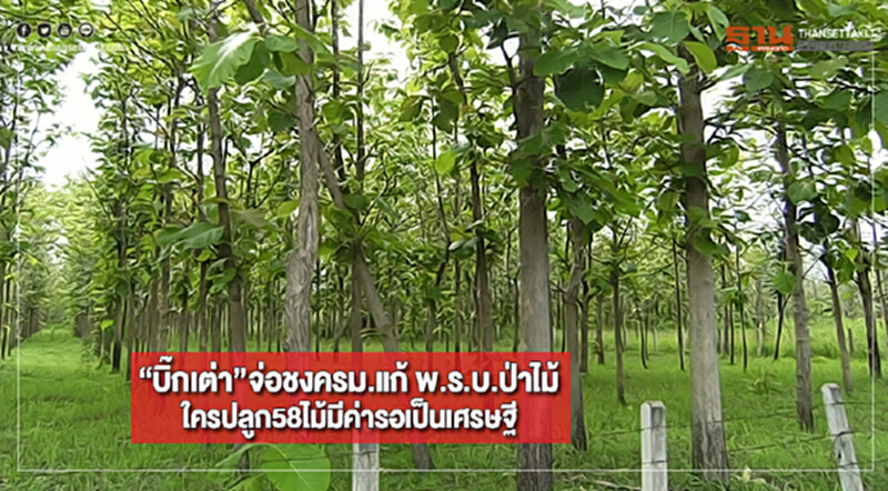 “บิ๊กเต่า”จ่อชงครม.แก้ พ.ร.บ.ป่าไม้ใครปลูก58ไม้มีค่ารอเป็นเศรษฐี “บิ๊กเต่า”จ่อชงครม.แก้ พ.ร.บ.ป่าไม้ใครปลูก58ไม้มีค่ารอเป็นเศรษฐี