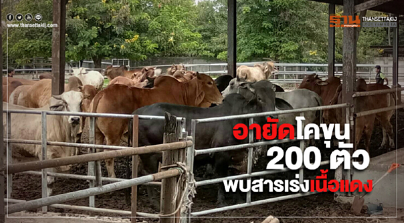 กรมปศุสัตว์ อายัดโคขุน 200 ตัว "ประจวบคีรีขันธ์" ตรวจพบสารเร่งเนื้อแดง กรมปศุสัตว์ อายัดโคขุน 200 ตัว "ประจวบคีรีขันธ์" ตรวจพบสารเร่งเนื้อแดง