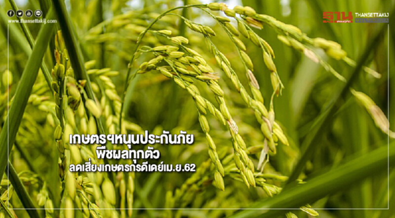 เกษตรฯหนุนประกันภัยพืชผลทุกตัวลดเสี่ยงเกษตรกรดีเดย์เม.ย.62 เกษตรฯหนุนประกันภัยพืชผลทุกตัวลดเสี่ยงเกษตรกรดีเดย์เม.ย.62