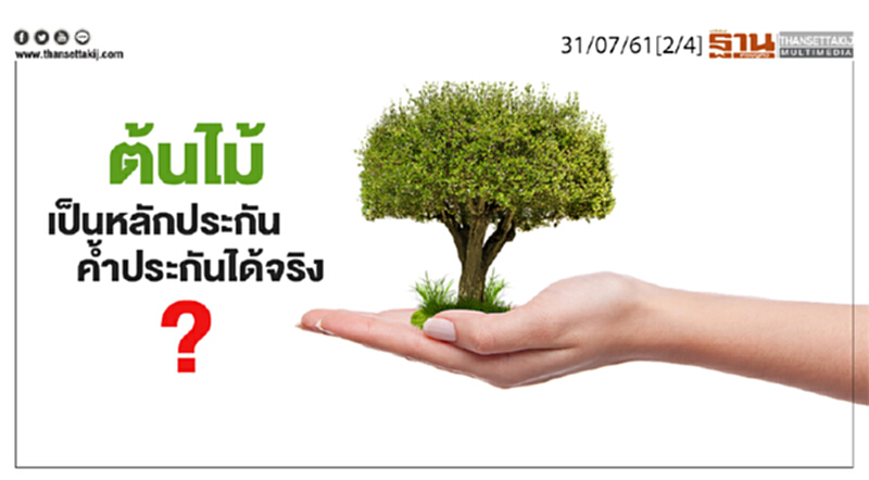 ชั่วโมงฐานเศรษฐกิจ : ต้นไม้เป็นหลักประกันค้ำประกันได้จริง ? ชั่วโมงฐานเศรษฐกิจ : ต้นไม้เป็นหลักประกันค้ำประกันได้จริง ?