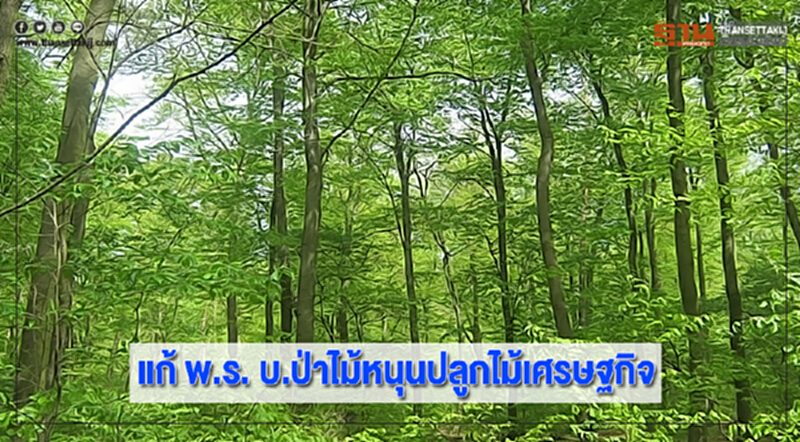 แก้ พ.ร. บ.ป่าไม้หนุนปลูกไม้เศรษฐกิจ แก้ พ.ร. บ.ป่าไม้หนุนปลูกไม้เศรษฐกิจ