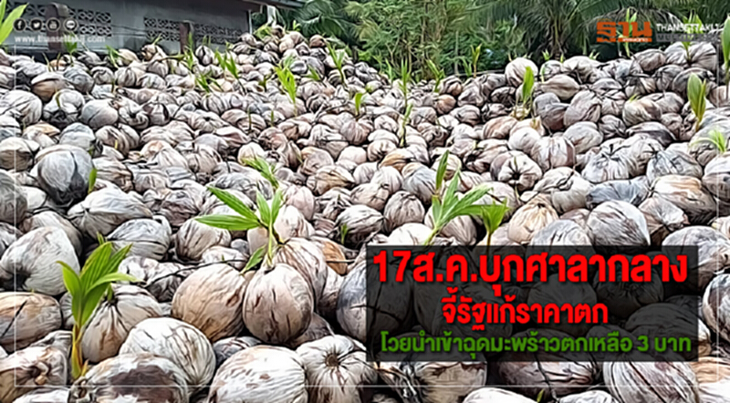 17ส.ค.บุกศาลากลางจี้รัฐแก้ราคาตกโวยนำเข้าฉุดมะพร้าวตกเหลือ 3 บาท 17ส.ค.บุกศาลากลางจี้รัฐแก้ราคาตกโวยนำเข้าฉุดมะพร้าวตกเหลือ 3 บาท