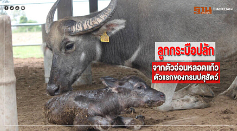 ลูกกระบือปลักจากตัวอ่อนหลอดแก้วตัวแรกของกรมปศุสัตว์ ลูกกระบือปลักจากตัวอ่อนหลอดแก้วตัวแรกของกรมปศุสัตว์