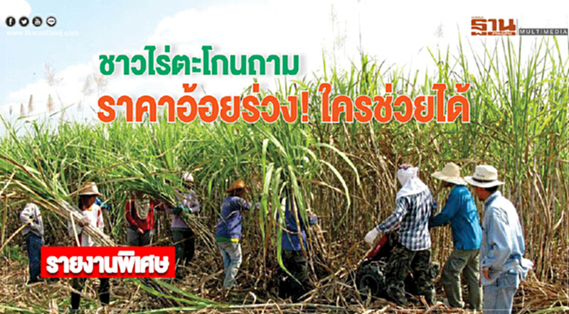 ชาวไร่ตะโกนถามราคาอ้อยร่วง! ใครช่วยได้ ชาวไร่ตะโกนถามราคาอ้อยร่วง! ใครช่วยได้