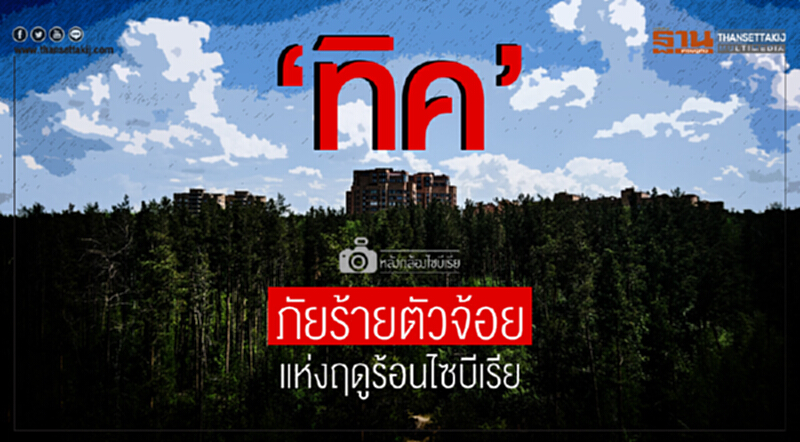 หลังกล้องไซบีเรีย | 'ทิค' ภัยร้ายตัวจ้อยแห่งฤดูร้อนไซบีเรีย หลังกล้องไซบีเรีย | 'ทิค' ภัยร้ายตัวจ้อยแห่งฤดูร้อนไซบีเรีย