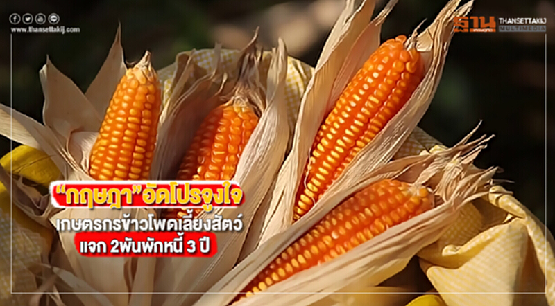 “กฤษฎา”อัดโปรจูงใจเกษตรกรข้าวโพดเลี้ยงสัตว์แจก 2พันพักหนี้ 3 ปี “กฤษฎา”อัดโปรจูงใจเกษตรกรข้าวโพดเลี้ยงสัตว์แจก 2พันพักหนี้ 3 ปี