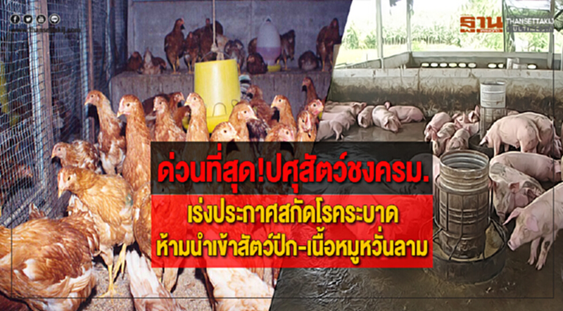 ด่วนที่สุด!ปศุสัตว์ชงครม.เร่งประกาศสกัดโรคระบาดห้ามนำเข้าสัตว์ปีก-เนื้อหมูหวั่นลาม ด่วนที่สุด!ปศุสัตว์ชงครม.เร่งประกาศสกัดโรคระบาดห้ามนำเข้าสัตว์ปีก-เนื้อหมูหวั่นลาม
