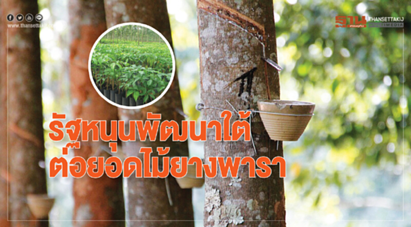 รัฐหนุนพัฒนาใต้ ต่อยอดไม้ยางพารา รัฐหนุนพัฒนาใต้ ต่อยอดไม้ยางพารา