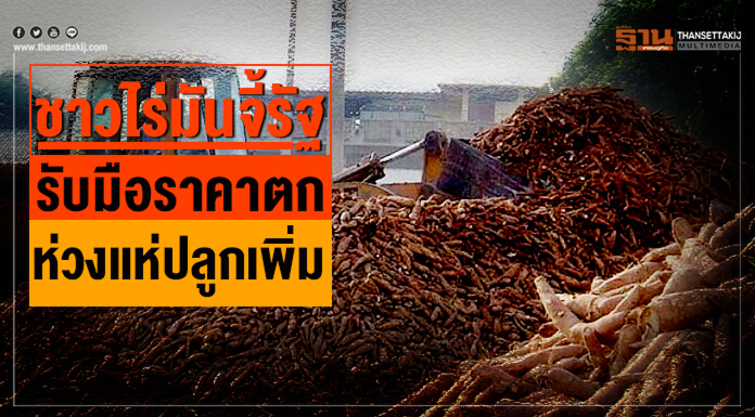 ชาวไร่มันจี้รัฐรับมือราคาตก ห่วงแห่ปลูกเพิ่ม-แนะคลอดมาตรการรักษาเสถียรภาพ ชาวไร่มันจี้รัฐรับมือราคาตก ห่วงแห่ปลูกเพิ่ม-แนะคลอดมาตรการรักษาเสถียรภาพ