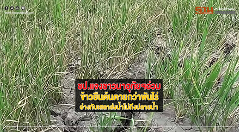ชป.แจงชาวนาอุทัยฯอ่วมข้าวยืนต้นตายกว่าพันไร่อ่างทับเสลาส่งน้ำไม่ถึงปลายน้ำ ชป.แจงชาวนาอุทัยฯอ่วมข้าวยืนต้นตายกว่าพันไร่อ่างทับเสลาส่งน้ำไม่ถึงปลายน้ำ
