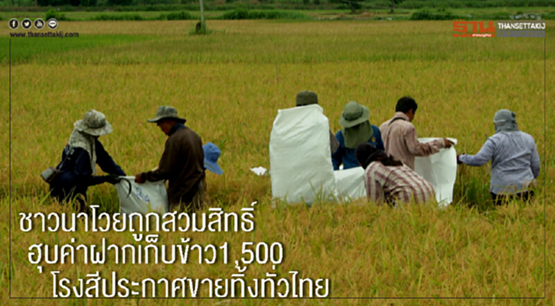 ชาวนาโวยถูกสวมสิทธิ์ ฮุบค่าฝากเก็บข้าว1,500 โรงสีประกาศขายทิ้งทั่วไทย ชาวนาโวยถูกสวมสิทธิ์ ฮุบค่าฝากเก็บข้าว1,500 โรงสีประกาศขายทิ้งทั่วไทย
