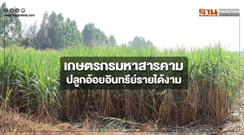 เกษตรกรมหาสารคามหันปลูกอ้อยอินทรีย์รายได้งาม เกษตรกรมหาสารคามหันปลูกอ้อยอินทรีย์รายได้งาม