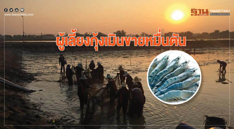 ผู้เลี้ยงกุ้งเมินขายหมื่นตัน ผู้เลี้ยงกุ้งเมินขายหมื่นตัน