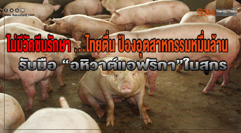 ไม่มีวัคซีนรักษา ไทยตื่น! ป้องอุตสาหกรรมหมื่นล้าน รับมืออหิวาต์แอฟริกาในสุกร ไม่มีวัคซีนรักษา ไทยตื่น! ป้องอุตสาหกรรมหมื่นล้าน รับมืออหิวาต์แอฟริกาในสุกร