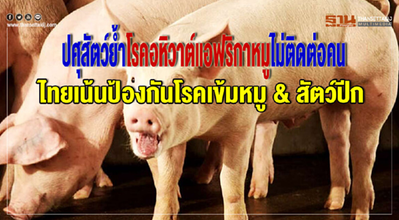 ปศุสัตว์ย้ำโรคอหิวาต์แอฟริกาหมูไม่ติดต่อคน ปศุสัตว์ย้ำโรคอหิวาต์แอฟริกาหมูไม่ติดต่อคน