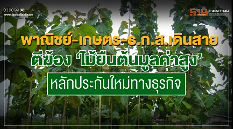 พาณิชย์จับมือ "เกษตร-ธ.ก.ส." ตีฆ้อง "ไม้ยืนต้นมูลค่าสูง" หลักประกันใหม่ทางธุรกิจ พาณิชย์จับมือ "เกษตร-ธ.ก.ส." ตีฆ้อง "ไม้ยืนต้นมูลค่าสูง" หลักประกันใหม่ทางธุรกิจ