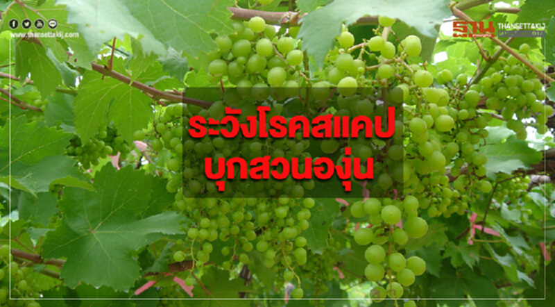 กรมวิชาการเกษตรเตือนระวังโรคสแคปบุกสวนองุ่น กรมวิชาการเกษตรเตือนระวังโรคสแคปบุกสวนองุ่น