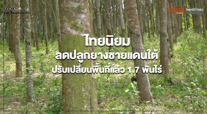 ไทยนิยมลดพท.ปลูกยางชายแดนใต้ ปรับเปลี่ยนพื้นที่แล้ว 1.7 พันไร่ ไทยนิยมลดพท.ปลูกยางชายแดนใต้ ปรับเปลี่ยนพื้นที่แล้ว 1.7 พันไร่
