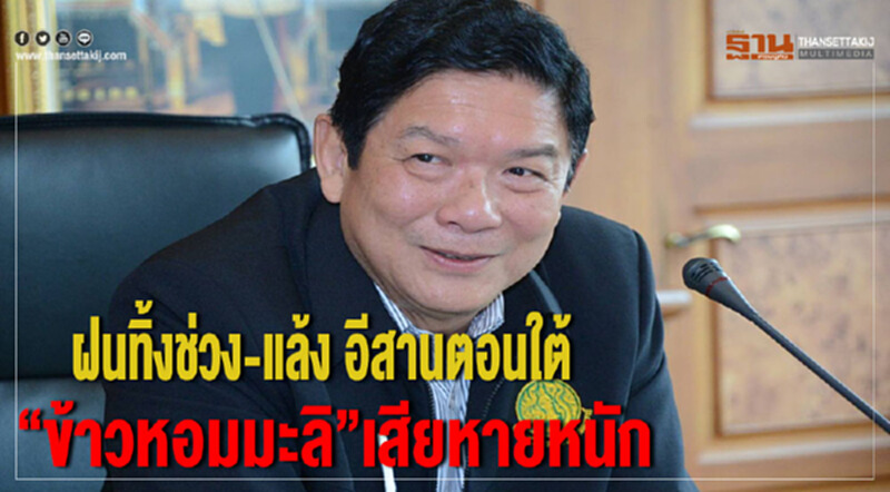 ฝนทิ้งช่วง-แล้ง! อีสานตอนใต้ "ข้าวหอมมะลิ" เสียหายหนัก ฝนทิ้งช่วง-แล้ง! อีสานตอนใต้ "ข้าวหอมมะลิ" เสียหายหนัก