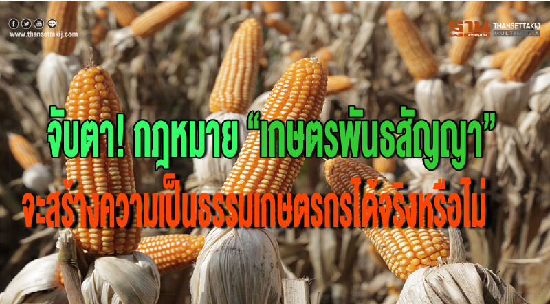 จับตา กฎหมาย “เกษตรพันธสัญญา” จะสร้างความเป็นธรรมเกษตรกรได้จริงหรือไม่