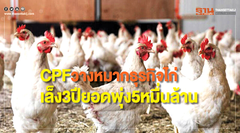 CPFวางหมากธุรกิจไก่ เล็ง3ปียอดพุ่ง5หมื่นล้าน CPFวางหมากธุรกิจไก่ เล็ง3ปียอดพุ่ง5หมื่นล้าน