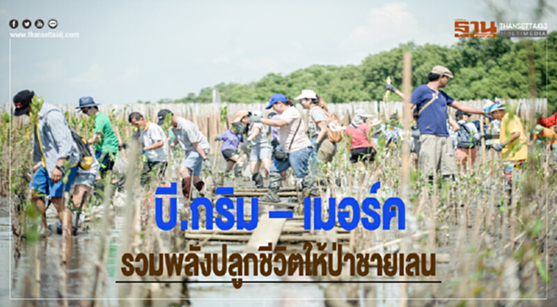 บี.กริม – เมอร์ค รวมพลังปลูกชีวิตให้ป่าชายเลน บี.กริม – เมอร์ค รวมพลังปลูกชีวิตให้ป่าชายเลน