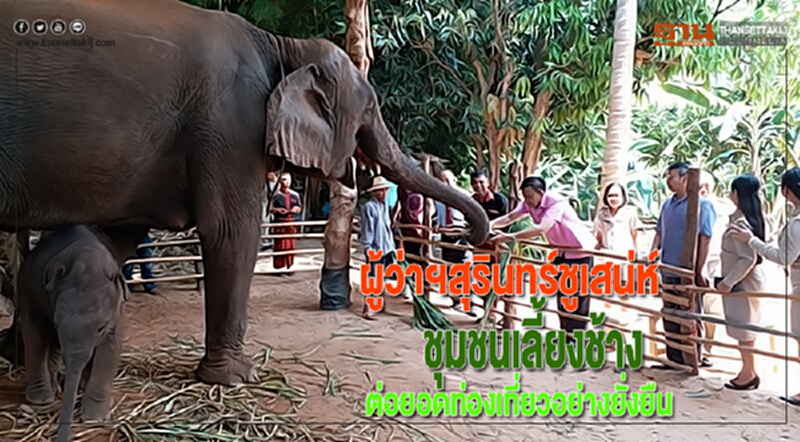 ผู้ว่าฯสุรินทร์ชูเสน่ห์ชุมชนเลี้ยงช้างต่อยอดท่องเที่ยวอย่างยั่งยืน ผู้ว่าฯสุรินทร์ชูเสน่ห์ชุมชนเลี้ยงช้างต่อยอดท่องเที่ยวอย่างยั่งยืน