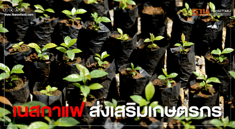 เนสกาแฟ ส่งเสริมเกษตรกร ‘ปลูกด้วยใจ กาแฟไทยยั่งยืน’ เนสกาแฟ ส่งเสริมเกษตรกร ‘ปลูกด้วยใจ กาแฟไทยยั่งยืน’