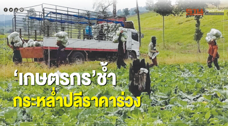 เกษตรกรชํ้ากระหลํ่าปลีราคาร่วง เกษตรกรชํ้ากระหลํ่าปลีราคาร่วง