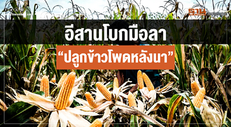 "อีสาน" โบกมือลา "ปลูกข้าวโพดหลังนา" !! เขื่อนวิกฤติ น้ำใช้ได้แค่อุปโภค-บริโภค "อีสาน" โบกมือลา "ปลูกข้าวโพดหลังนา" !! เขื่อนวิกฤติ น้ำใช้ได้แค่อุปโภค-บริโภค