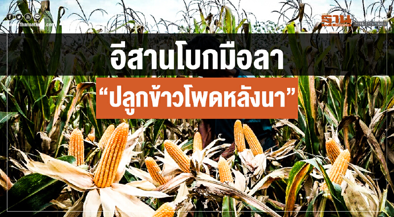 "อีสาน" โบกมือลา "ปลูกข้าวโพดหลังนา" !! เขื่อนวิกฤติ น้ำใช้ได้แค่อุปโภค-บริโภค "อีสาน" โบกมือลา "ปลูกข้าวโพดหลังนา" !! เขื่อนวิกฤติ น้ำใช้ได้แค่อุปโภค-บริโภค
