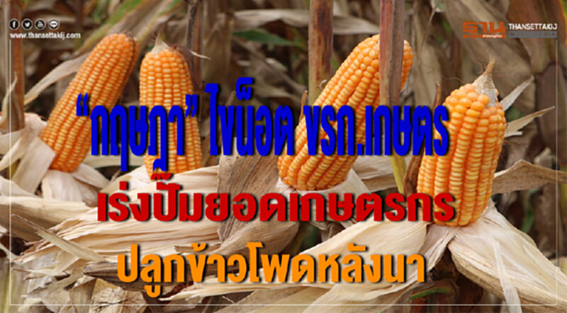 “กฤษฎา” ไขน็อต ขรก.เกษตร เร่งปั๊มยอดเกษตรกรปลูกข้าวโพดหลังนา “กฤษฎา” ไขน็อต ขรก.เกษตร เร่งปั๊มยอดเกษตรกรปลูกข้าวโพดหลังนา