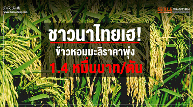 ชาวนาไทยเฮ! "ข้าวหอมมะลิ" ราคาพุ่ง 1.4 หมื่นบาท/ตัน ชาวนาไทยเฮ! "ข้าวหอมมะลิ" ราคาพุ่ง 1.4 หมื่นบาท/ตัน