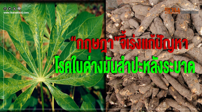 "กฤษฎา" จี้! เร่งแก้ปัญหา "โรคใบด่างมันสำปะหลัง" ระบาด "กฤษฎา" จี้! เร่งแก้ปัญหา "โรคใบด่างมันสำปะหลัง" ระบาด