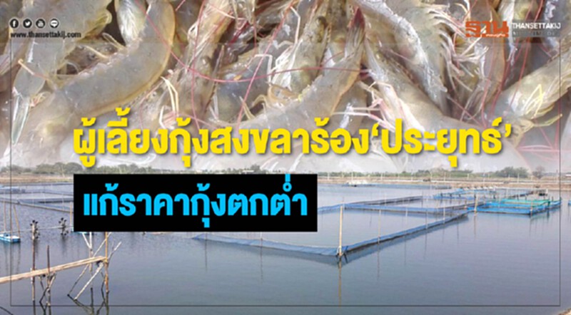 ผู้เลี้ยงกุ้งสงขลาร้อง 'ประยุทธ์' แก้ราคาตกต่ำ!! ผู้เลี้ยงกุ้งสงขลาร้อง 'ประยุทธ์' แก้ราคาตกต่ำ!!