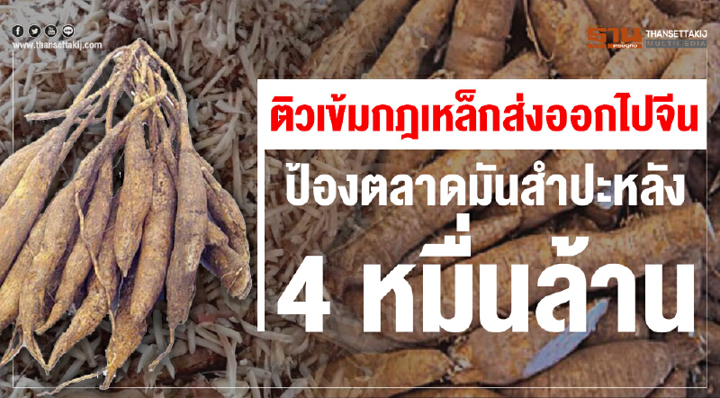 มกอช. ติวเข้มกฎเหล็กส่งออกไปจีน! ป้องตลาดมันสำปะหลัง 4 หมื่นล้าน