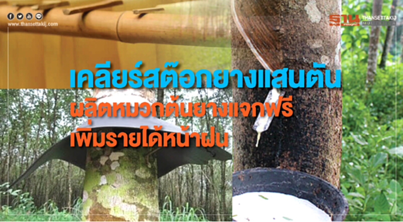 ชงรัฐเคลียร์สต๊อกยางแสนตัน! ผลิต "หมวกต้นยาง" แจกฟรีเกษตรกรทั่วไทย-เพิ่มรายได้หน้าฝน ชงรัฐเคลียร์สต๊อกยางแสนตัน! ผลิต "หมวกต้นยาง" แจกฟรีเกษตรกรทั่วไทย-เพิ่มรายได้หน้าฝน