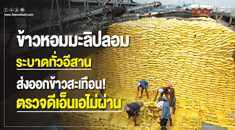 "ข้าวหอมมะลิปลอม" ระบาดทั่วอีสาน ส่งออกข้าวสะเทือน! ตรวจดีเอ็นเอไม่ผ่าน "ข้าวหอมมะลิปลอม" ระบาดทั่วอีสาน ส่งออกข้าวสะเทือน! ตรวจดีเอ็นเอไม่ผ่าน