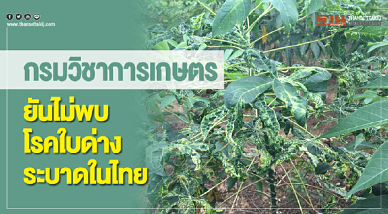 กรมวิชาการเกษตรยัน! ไม่พบ "โรคใบด่าง" ระบาดในไทย กรมวิชาการเกษตรยัน! ไม่พบ "โรคใบด่าง" ระบาดในไทย