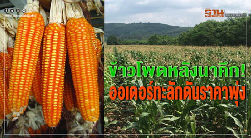 ข้าวโพดหลังนาคึก! ออเดอร์ทะลักดันราคาพุ่ง ข้าวโพดหลังนาคึก! ออเดอร์ทะลักดันราคาพุ่ง