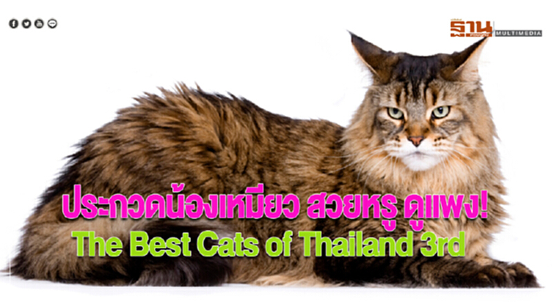 ห้ามพลาดประกวดน้องเหมียวสวยหรู ดูแพง!“ The Best Cats of Thailand 3rd ” ห้ามพลาดประกวดน้องเหมียวสวยหรู ดูแพง!“ The Best Cats of Thailand 3rd ”