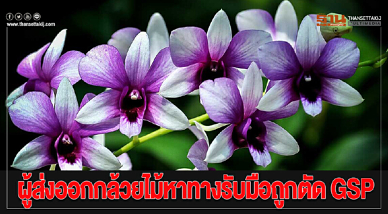 ผู้ส่งออกกล้วยไม้หาทางรับมือถูกตัด GSP ผู้ส่งออกกล้วยไม้หาทางรับมือถูกตัด GSP