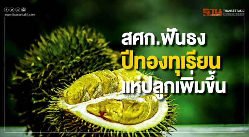 สศก. ฟันธง! ปีทอง 'ทุเรียน' แห่ปลูกเพิ่มขึ้น สศก. ฟันธง! ปีทอง 'ทุเรียน' แห่ปลูกเพิ่มขึ้น
