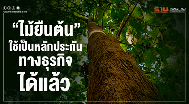 พณ.ออกกฎกระทรวง “ไม้ยืนต้น” ใช้เป็นหลักประกันทางธุรกิจได้แล้ว พณ.ออกกฎกระทรวง “ไม้ยืนต้น” ใช้เป็นหลักประกันทางธุรกิจได้แล้ว