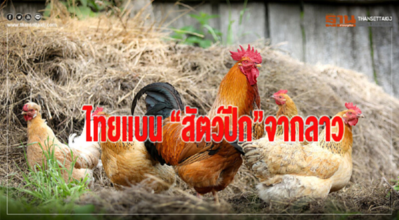 ไทยแบน "สัตว์ปีก" จากลาว ไทยแบน "สัตว์ปีก" จากลาว