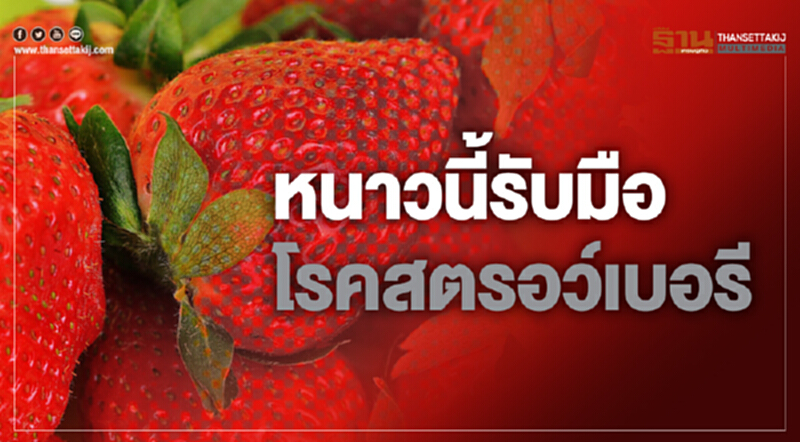 หนาวนี้รับมือโรคสตรอว์เบอรี หนาวนี้รับมือโรคสตรอว์เบอรี