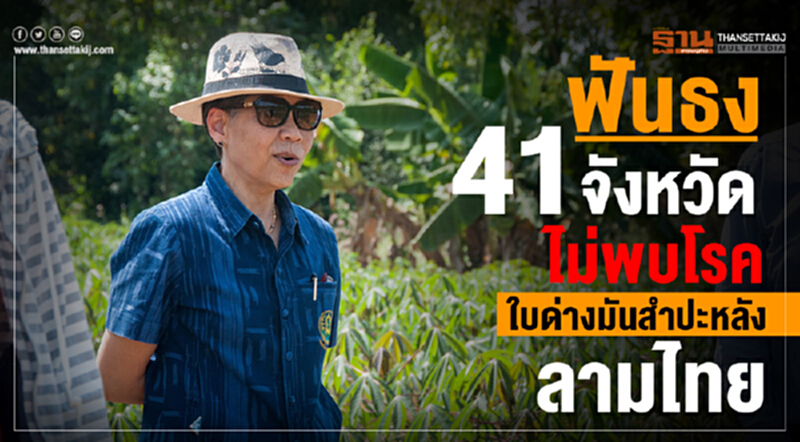 ฟันธง 41 จังหวัด ไม่พบ "โรคใบด่างมันสำปะหลัง" ลามไทย ฟันธง 41 จังหวัด ไม่พบ "โรคใบด่างมันสำปะหลัง" ลามไทย