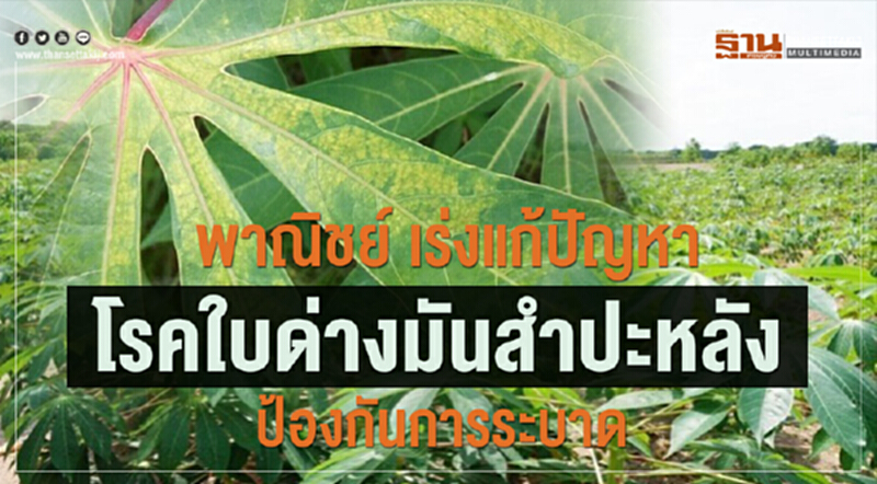 พาณิชย์ เร่งแก้ปัญหาโรคใบด่างมันสำปะหลัง ป้องกันการระบาด พาณิชย์ เร่งแก้ปัญหาโรคใบด่างมันสำปะหลัง ป้องกันการระบาด