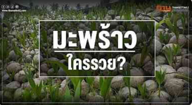 แฉ "มะพร้าว" ใครรวย? แฉ "มะพร้าว" ใครรวย?